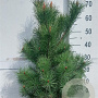 Pinus sylvestris 60-80 cm 10L