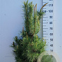 Pinus sylvestris 100-125 cm 20L