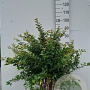 Prunus incisa 'Kojou-no-mai' 80-100 cm 20L