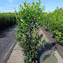 Prunus l. Elly 125-150 cm 20L