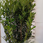 Prunus l. Elly 150-175 cm 20L