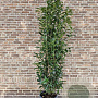 Prunus l. Elly 175-200 cm 20L