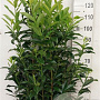 Prunus l. Genolia 100-125 cm 20L