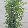 Prunus l. Genolia 150-175 cm 20L