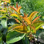 Prunus lusitanica Tico 250-300 cm cont. 130L