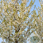 Prunus 'Umineko' 12-14 cm cont. 110L leiboom