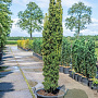 Taxus b. 'Fastigiata Aurea' 175-200 cm cont. 90L