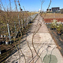 Carpinus betulus 175-200 cm 5,0L