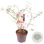 Buddleja d. 'White Profusion' 60-80 cm 10L