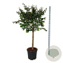Parrotia persica 'Bella' 90 cm stam cont. 55L extra