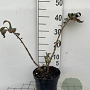 Euonymus alatus 40-50 cm 3,0L