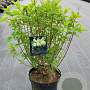 Hydrangea pan. 'Limelight' 40-50 cm 7,5L