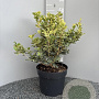 Osmanthus heter. 'Goshiki' 40-50 cm 7,5L