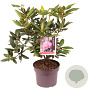 Rhododendron 'Roseum Elegans' 30-40 cm 5,0L