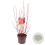 Cornus alba 'Sibirica' 80-100 cm 7,5L