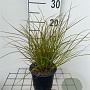 Carex testacea 20-25 cm C1.3