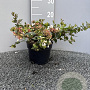 Abelia grandiflora 20-25 cm 2,0L