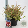 Abelia grandifl. Sunshine Daydream 25-30 cm 2,0L