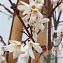 Abeliophyllum distichum 40-60 cm 10L