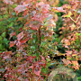 Acer 'Ample Surprise' 150-200 cm container