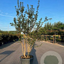 Acer campestre 300-350 cm cont. 285L meerstammig