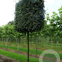 Acer campestre 14-16 HO draadkluit lei 180x150 200 cm stam