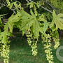 Acer macrophyllum 8-10 HO draadkluit