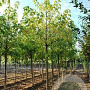 Acer negundo 10-12 HO draadkluit