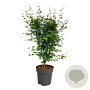 Acer palmatum 60-80 cm 10L