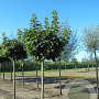 Acer plat. 'Globosum' 10-12 HO draadkluit 220 cm stam