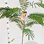 Albizia julibr. Ombrella 80-100 cm 3,0L