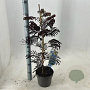 Albizia julibr. 'Summer Chocolate' 70-80 cm 3,0L met stok
