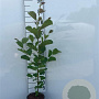 Alnus glutinosa 80-100 cm 2,0L