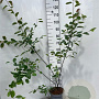 Amelanchier lamarckii 125-150 cm 5,0L