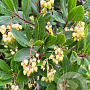 Arbutus unedo 'Compacta' 50-60 cm 20L