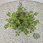 Arctostaphylos uva-ursi 20-25 cm C1.5