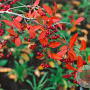 Aronia arbutifolia 'Brilliant' 100-125 cm draadkluit solitair
