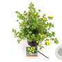 Potentilla f. 'Goldteppich' 25-30 cm 3,0L