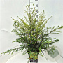 Azara microphylla 60-80 cm 10L