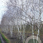 Betula utilis 'Doorenbos' 800-900 cm draadkluit meerstammig