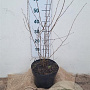 Betula utilis jacquemontii 60-80 cm 7,5L