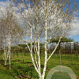 Betula utilis jacquemontii 500-600 cm container meerstammig