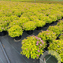 Spiraea jap. 'Golden Princess' 25-30 cm 3,0L