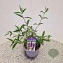 Buddleja d. 'Black Knight' 30-35 cm 3,0L