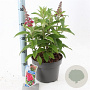 Buddleja d. B. Candy Little Ruby 30-40 cm 5,0L