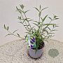 Buddleja d. 'Empire Blue' 30-35 cm 3,0L