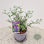Buddleja d. 'Nanho Blue' 30-35 cm 3,0L