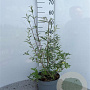 Buddleja d. 'Nanho Blue' 80-100 cm 5,0L