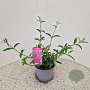 Buddleja d. 'Royal Red' 30-35 cm 3,0L