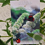 Buddleja d. 'White Profusion' 30-35 cm 3,0L